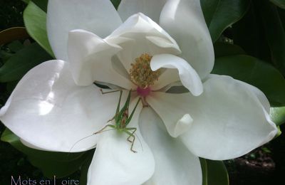 Une fleur au jardin...