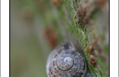 L'escargot et le clou .....