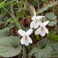 Violette blanche 