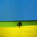 le printemps de Franco Fontana