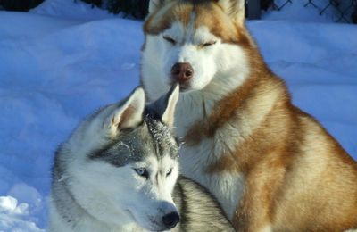 la passion des chiens loups