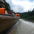 Taman Negara, l'enfer vert!