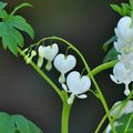 Le cœur-de-marie blanc (Dicentra spectabilis 'Alba')