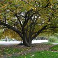 Jardin des Plantes, octobre 2015