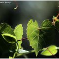 Photos du jardin ... pourquoi faire des km pour trouver de jolies choses alors qu'on les a sous les yeux chez soi !