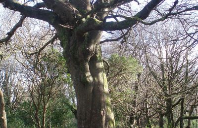 Barna Woods & Rusheen Bay