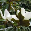 Premières fleurs de MAGNOLIA... 