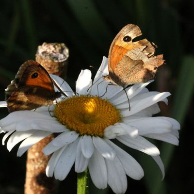 Marguerite