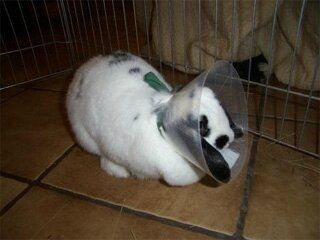 les signes de maladie