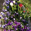 Une petite histoire pour Pâques et les fleurs de mon jardin!