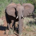 L'éléphant de savane africaine