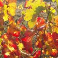 la feuille de vigne aux couleurs de l'automne .