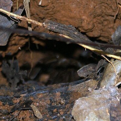 La balade de LA MIRANDE le mardi 12 mars 