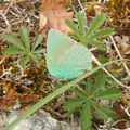 Callophrys rubi - La thécla de la ronce 