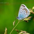 Les beautés bleues *  blue beauties 