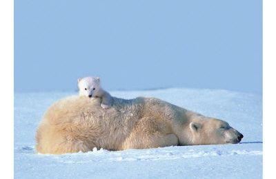 Fiche de l'ours polaire (suite)