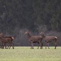 Famille nombreuse 