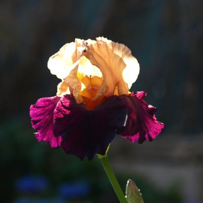 iris ....magnifique 