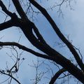 L'hiver dans les branches (4)