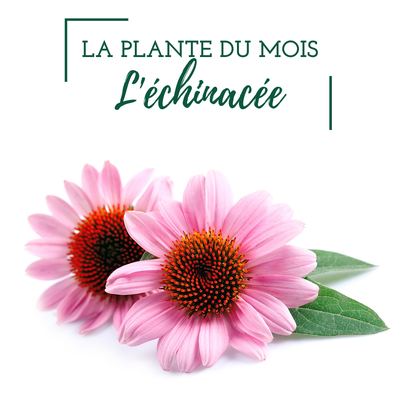 L'Echinacée une plante anti-virale