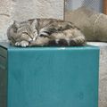 Chats et chatons