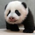 Une New de Panda Géant (qui date quand même du mardi 3 septembre… c'est plus trop une new, mais c'est pas grave !)