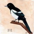 La pie jacasse ou voleuse ?