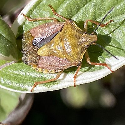 La punaise aux pattes rouges pas toujours rouges !