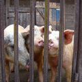 Roumanie : les familles ne veulent pas être privées de leurs cochons