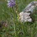 A la découverte des orchidées de la Drôme : l'Orchis x bergonii