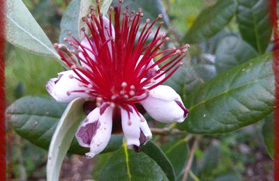 Un second Feijoa