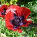 COQUELICOT  2009