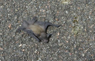 Chauve-souris