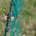 Le jardin en image le 22 Juin 2015