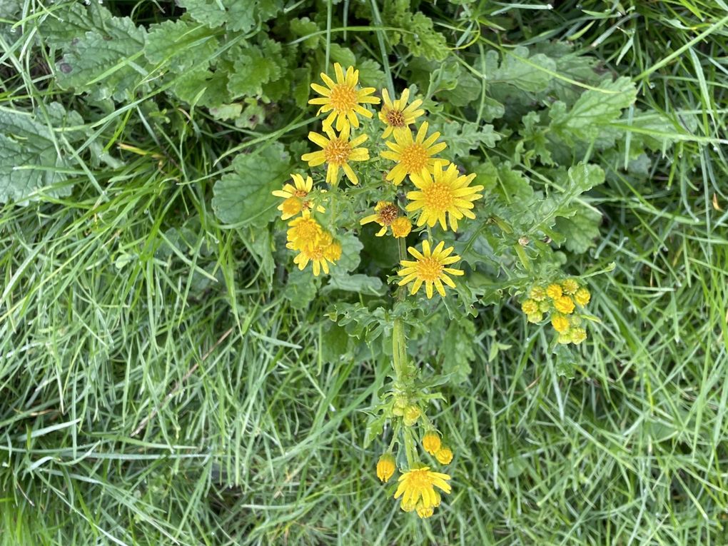 Vendredi 03 octobre 2025 sur un des balcons de ma ville  , en date du 29 sept 2025 et le vent était très froid , ça réveille de bon matin ... Je vous laisse contempler mon diaporama 