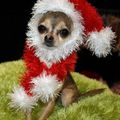 Cutest christmas dog ever!