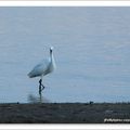 Aigrette