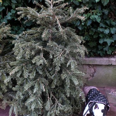 La saison des sapins