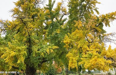 L'arbre aux Quarante Écus et son habit d'or automnal...
