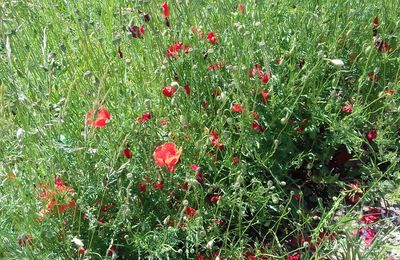 des mises en scène naturelles dans notre belle campagne... 