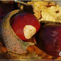 fruits d'automne