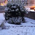 Il neige dans mon jardin....tout est blanc !