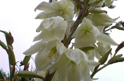 Le Yucca tient son nom des indiens d'Amérique.