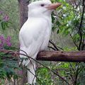 Albinos kookaburra