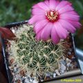 Sulcorebutia flavissima