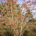 L'arbre mystère