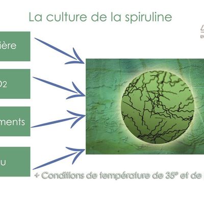 Comment cultiver la spiruline ?