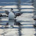 Pingouins tordas au port d'Ornano (1/2)