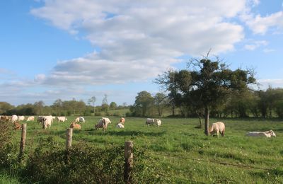 Vaches au verger