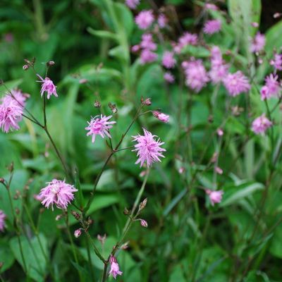 Lychnis flos-cuculi 'Petite Jenny'
